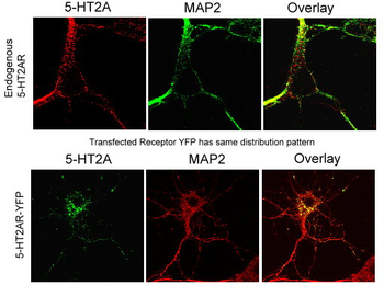 5HT (Serotonin) 2A Receptor, 5HT2A R Antibody