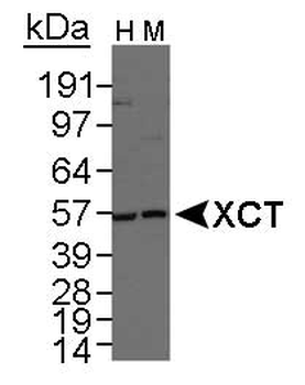 xCT Antibody