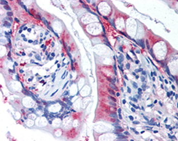 xCT Antibody