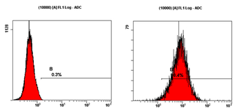 SSEA3 Antibody
