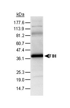 Factor Inhibiting HIF-1/FIH Antibody