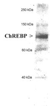 ChREBP Antibody