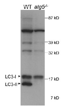 LC3 Antibody
