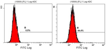 GPR49 Antibody