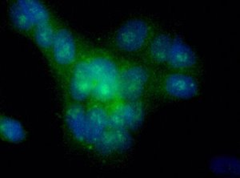 GPR49 Antibody