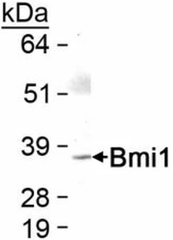 Bmi1 Antibody