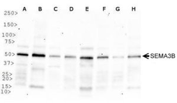 Semaphorin 3B Antibody