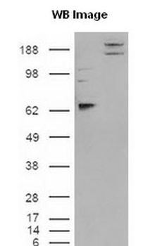 CADM1/SynCAM Antibody