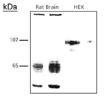 CADM1/SynCAM Antibody