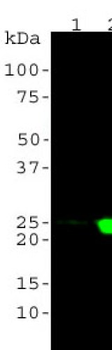 DJ1/Park7 Antibody