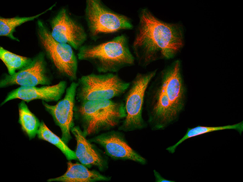 DJ1/Park7 Antibody