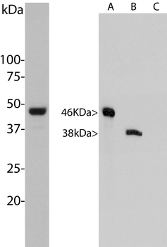 Aurora A/B Antibody