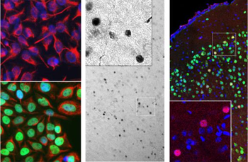 c-Fos Antibody