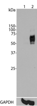 c-Fos Antibody