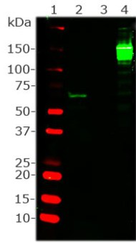 Cas9 from Streptococcus pyogenes Antibody