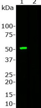 Cas9 from Staphylococcus aureus Antibody