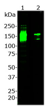 Cas9 from S. pyogenes Antibody