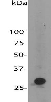 mCherry-Chicken Antibody
