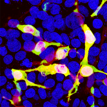 mCherry-Chicken Antibody