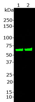 HSP60 Antibody