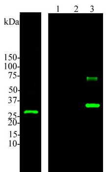 Calbindin Antibody