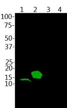 Parvalbumin Antibody