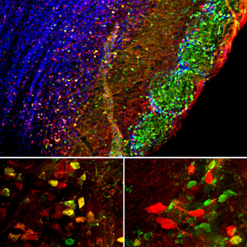Secretagogin Polyclonal Chicken Antibody