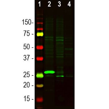 Secretagogin Polyclonal Chicken Antibody
