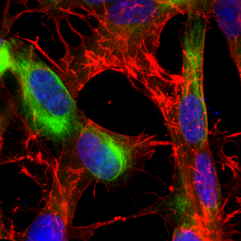 Nestin Antibody