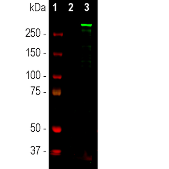Nestin Antibody