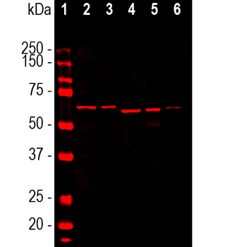 α-Internexin/NF 66 Antibody
