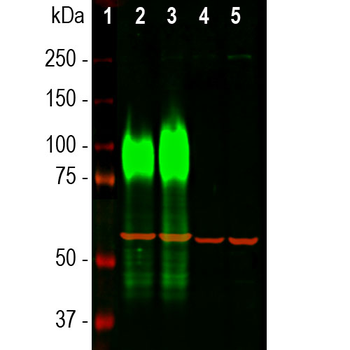 Lysosomal Associated Membrane Protein 1 (LAMP1) Antibody