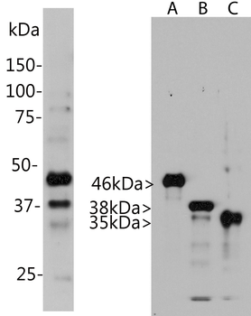 Aurora A/B/C kinase Antibody