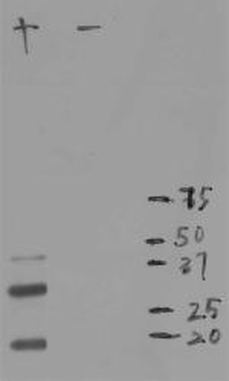 mCherry - Mouse Antibody