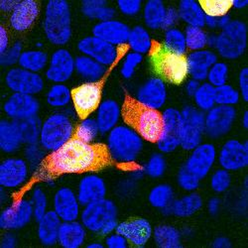 mCherry - Mouse Antibody