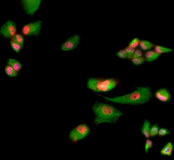 Muscleblind-like Protein Antibody