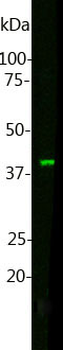 Muscleblind-like Protein Antibody