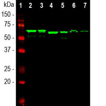 α-Internexin/NF 66 Antibody