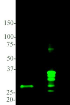 Calretinin Antibody