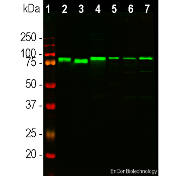 EWSR1 Antibody