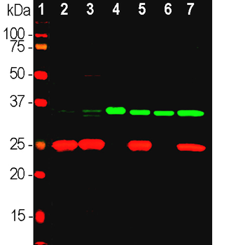 Fibrillarin Antibody