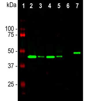 GAP43 Antibody