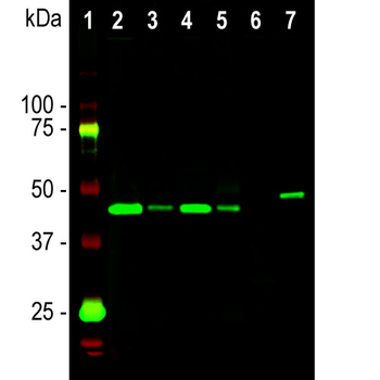 GAP43 (IgG) Antibody