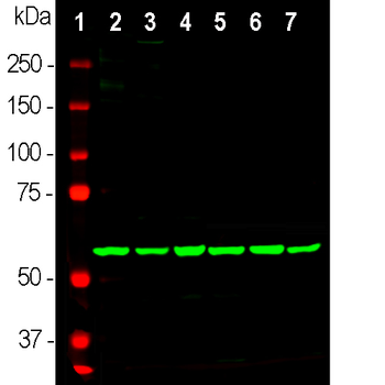 HSP60 (Heat Shock Protein 60) Antibody