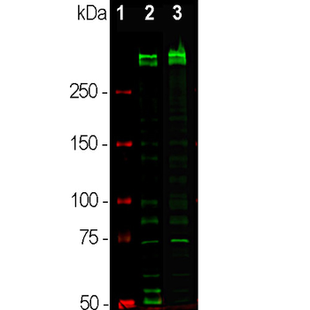 Ki67 Antibody