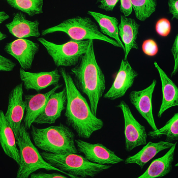 Beta-Tubulin Antibody
