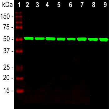 Beta-Tubulin Antibody