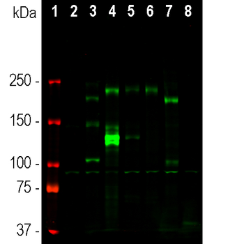 Ankyrin 3 Antibody