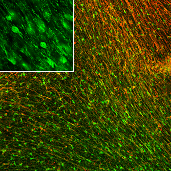 FABP7 Antibody
