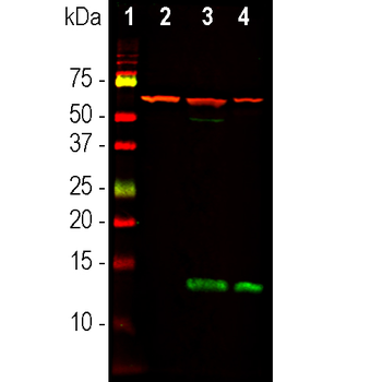 FABP7 Antibody